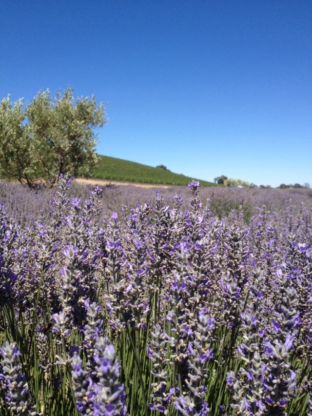 Lavender field at Niner Wine Estates